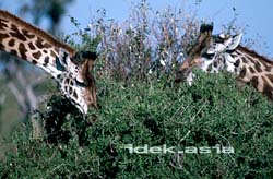 草をはむ二匹のキリン ケニア マサイマラ