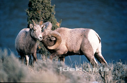 羊(大角羊)イエローストーン国立公園