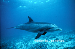 ボトルノーズイルカ イルカ Dolphin