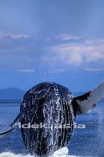 フレデリックサウンド FREDERICK SOUND アラスカ アメリカ 水面に躍り出たザトウクジラ
