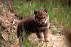 Grey Wolf GlacierNP MontanaUSA アメリカ オオカミの子供