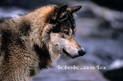 灰色狼 大陸狼 ミネソタ アメリカ Timber wolf