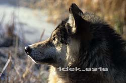 灰色狼 大陸狼 ミネソタ アメリカ Timber wolf