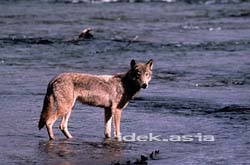 森林オオカミ Timber wolf Brooks River Katmai NP AlaskaUSA