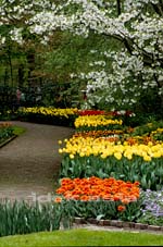 オランダ 公園に咲く花