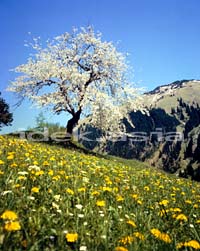 丘に立つ白い花が咲く一本の木