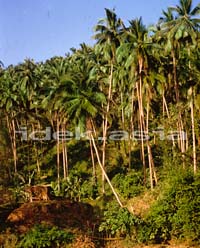 Palm plantation Philippines ヤシの木農場 フィリピン