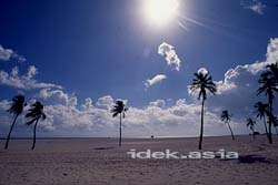 フロリダマイアミビーチパームツリー