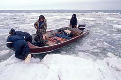 氷に身を乗り出しての漁,ネルソン島 アラスカ
