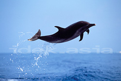 イルカ ハワイ マダライルカ HAWAII Stenella attenuata spotted dolphin