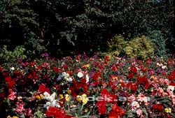 FLOWERS ST JAMESPARK LONDON