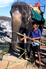 スリランカ Sigiriya シギリヤ 象と象使い