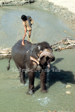 インド 象を洗う Corbett National Park コルベット国立公園